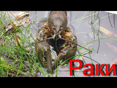 Видео: Подводная охота для начинающих чайников. Раки