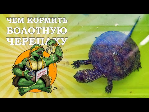 Видео: Чем кормить болотную черепаху