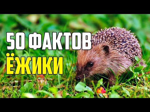 Видео: 50 ИНТЕРЕСНЫХ ФАКТОВ О ЕЖАХ ДЛЯ ЛЮБОЗНАТЕЛЬНЫХ