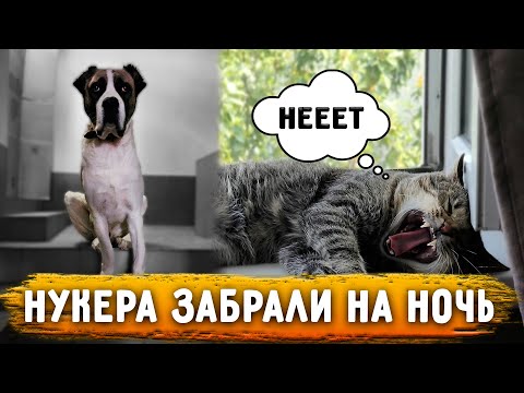 Видео: Забрали лаючих собак на ночь. Меня чуть не задавила моя машина . Приехал Валера. Реакция собак на...