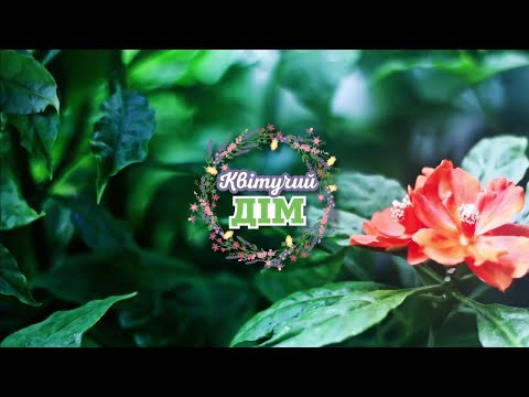 Видео: 🌸Низькорослі Пенісетуми: Ідеальний Акцент для Вашого Саду ▶ Квітучий Дім 40 Серія ▶ 6соток