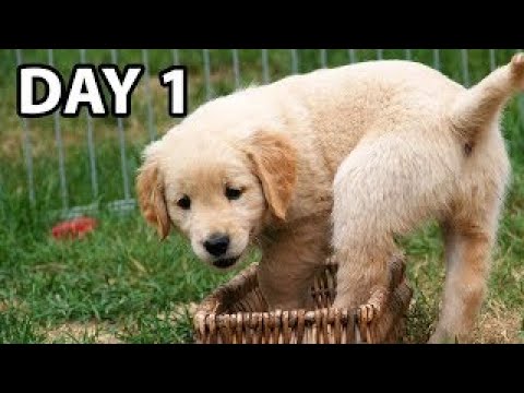 Видео: Сделайте ЭТО в первый день с вашим новым щенком золотистого ретривера