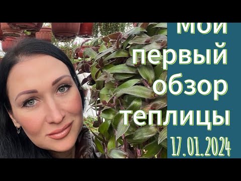 Видео: Мой первый обзор теплицы 17.01.2024