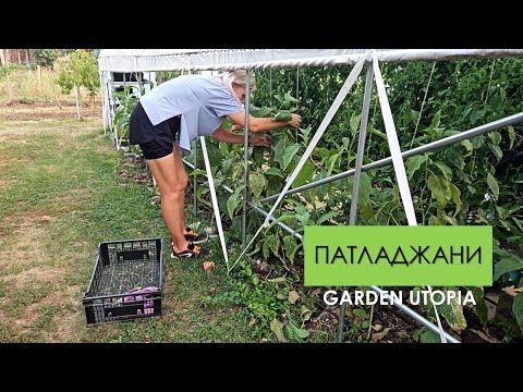 Видео: #Ден 4 от 90 ДНИ НА СЕЛО: Патладжани - печене и консервиране