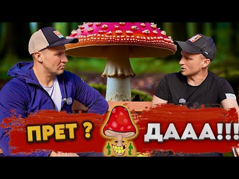 Видео: Пробуем Алтайский пантерный мухомор 🍄 Эфект ! Действие 