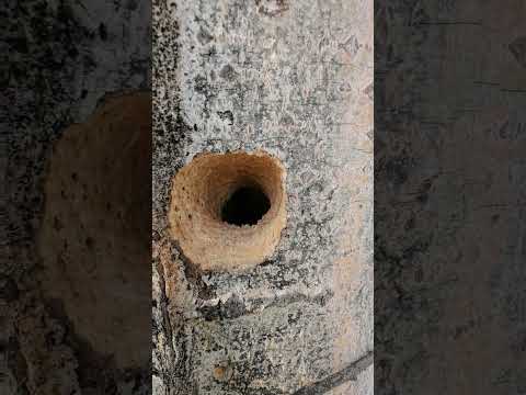 Видео: #жиза #юмор #лесной #природа