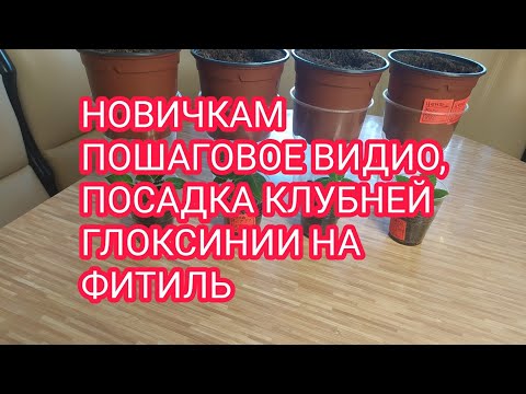 Видео: САЖАЕМ КЛУБНИ ГЛОКСИНИЙ С РОСТКОМ НА ФИТИЛЬНЫЙ ПОЛИВ, ПОШАГОВОЕ ВИДИО