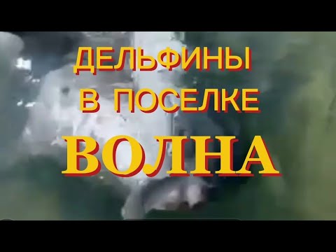 Видео: Ошалеть. Дельфины в Чёрном море рядом с людьми. Посёлок Волна. Dolphins.