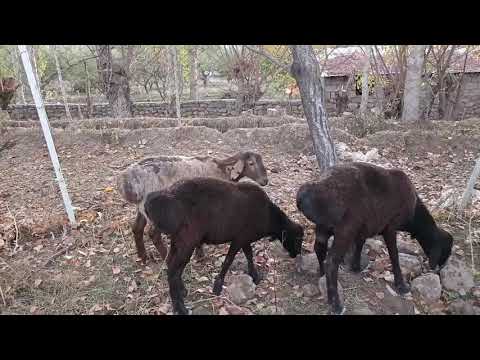 Видео: 6 ноября 2025 г.