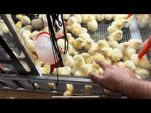 Видео: Можете Меня Поздравить Мои Первые Цыплята Бройлеры Кобб 500 После Инкубатора