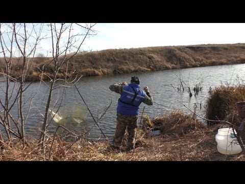 Видео: ЛОВЛЯ СИНЬГИ МАЛЯВОЧНИКОМ.  ОКУНЬ НА СИНЬГУШКУ.