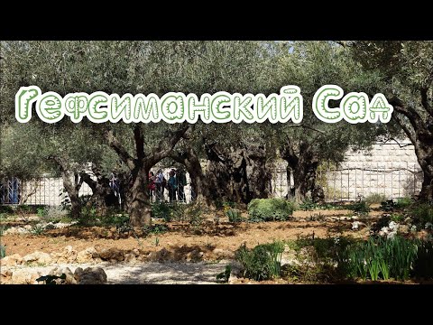 Видео: Гефсиманский сад и Старый Иерусалим в Фотографиях Garten Gethsemane und Alt Jerusalem in Fotos