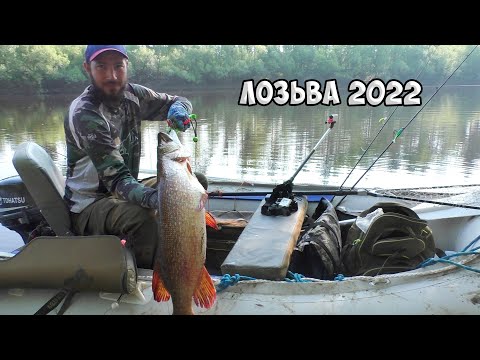 Видео: Лозьва 2022. Рыбалка в Тайге. Окунь на Каждом Забросе. Крупная Щука на Микроджиг.