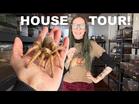 Видео: Моя КОМНАТА И ДОМ С ПАУКАМИ! ВСЕ МОИ ПИТОМЦЫ! Паукообразные, змеи, куры и многое другое! ОБНОВЛЕН...