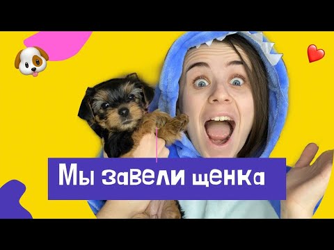 Видео: КАК МЫ ЗАВЕЛИ ЩЕНКА ӏ ЙОРК ӏ ЙОРКШИРСКИЙ ТЕРЬЕР