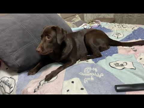 Видео: Ужас от Лабрадора в квартире! Линька лабрадора