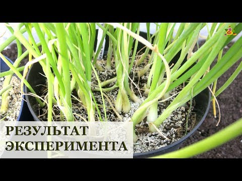 Видео: Не делайте ЭТО с луком!!!