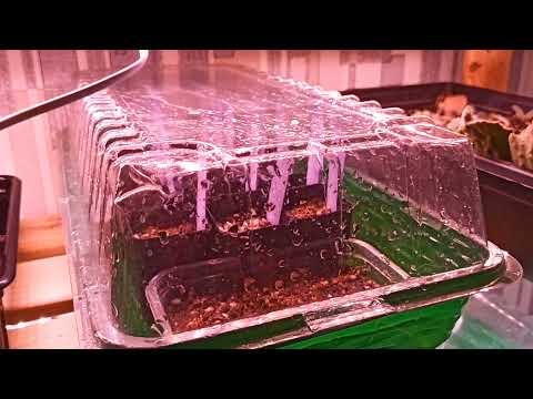 Видео: Посев кактусов, литопсов и других суккулентов. Всходы через 1 и 2 недели после посева.