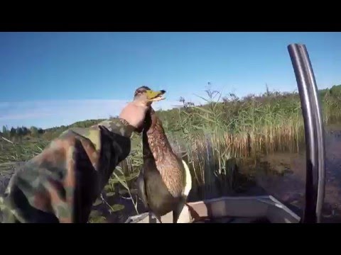 Видео: охота на уток август 2015