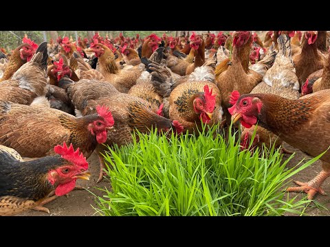 Видео: Как выращивать органических кур для получения мяса и яиц, сбор яиц, уход за несушками