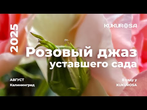 Видео: Розовый Джаз уставшего сада или какие розы цветут между волнами!🌹