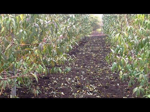 Видео: Плюсы предзимней культивации почвы в саду. 
