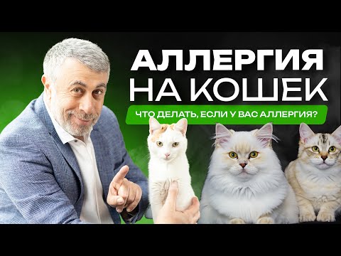 Видео: Аллергия на кошку: трудная любовь к теплым и пушистым. Как с этим жить?