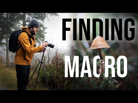 Видео: Поиск макрофотографий в туманном лесу (простое руководство с настройками!)