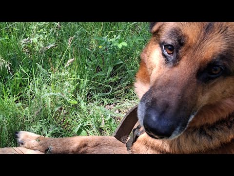 Видео: World of wildlife Мир природы в прямом эфире!