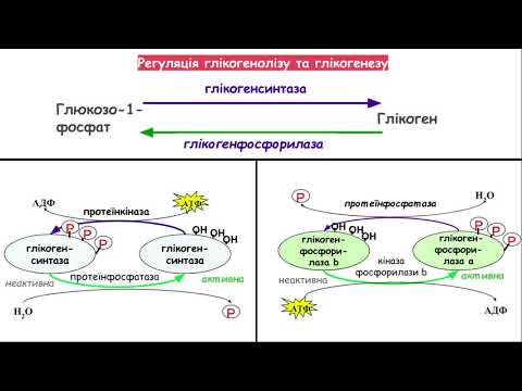 Видео: 2. Регуляція метаболізму глікогену. Частина 2
