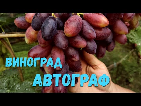 Видео: Виноград Автограф.