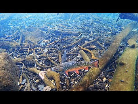 Видео: Подледная рыбалка на ручьевую форель!! (Подводный вид)