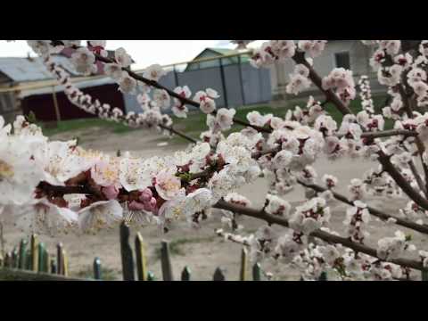 Видео: Абрикосы Академик, Саратовский Рубин, Бай-Левицкого и другие