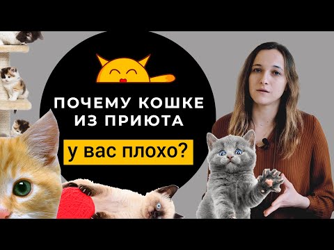 Видео: Берём Кошку Из Приюта: КАК ПОДГОТОВИТЬСЯ? Почему кошке у вас плохо?