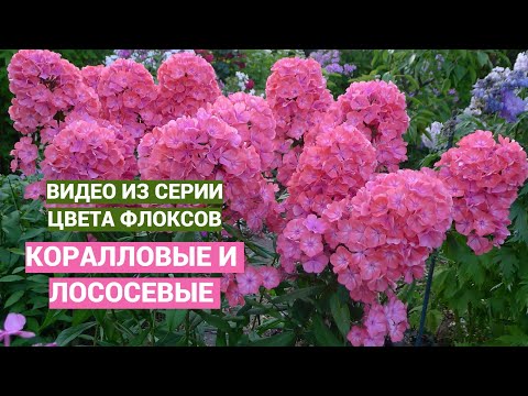 Видео: Коралловые и лососевые флоксы