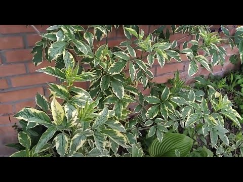 Видео: БУЗИНА моя колекція сорти  #бузина #Variegata #Golden Tower #Black Lace  #Plumosa Aurea