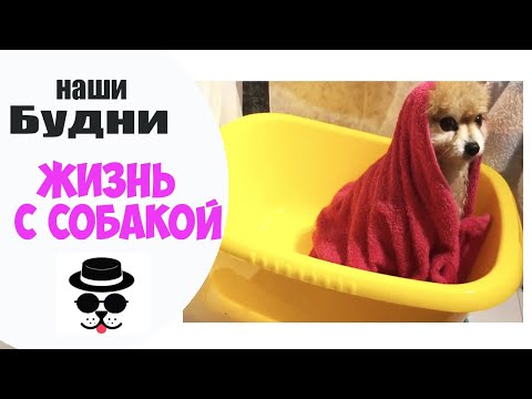 Видео: МИНИ ВАННА ДЛЯ ШПИЦА | Жизнь с Собакой