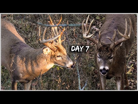 Видео: День 7: Я выложил шесть баксов (как минимум!)