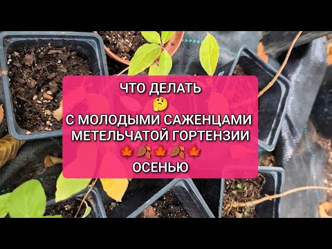 Видео: ЧТО ДЕЛАТЬ с МОЛОДЫМИ САЖЕНЦАМИ метельчатой гортензии осенью и зимой?🤔🍁🍂