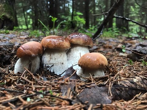 Видео: БЕЛЫЕ ГРИБЫ НА КАЖДОМ ШАГУ!!!Огромные поляны белых грибов!!!