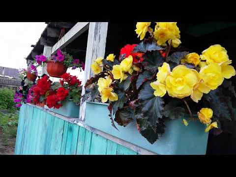 Видео: Обзор огорода 9 июля.
