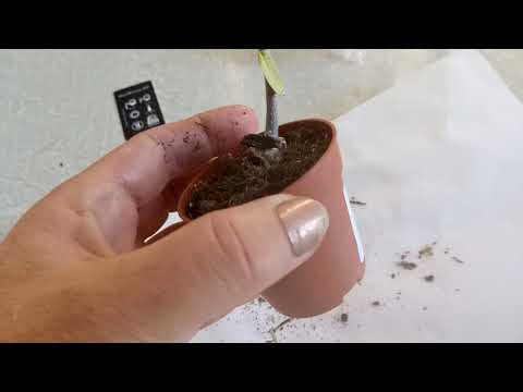 Видео: Фокея в продаже!!!  Как это выглядит.