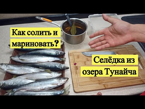 Видео: Как я готовлю селедку из озера Тунайча. Пряный посол и горчичный соус