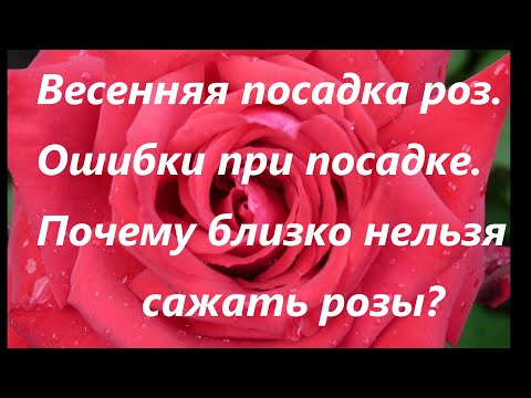 Видео: Весенняя посадка роз.Важная информация на протяжении всего видео!!!Добро пожаловать на просмотр!