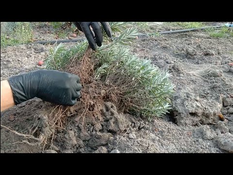 Видео: Розмноження лаванди діленням куща і все про осінню посадку