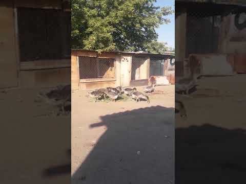 Видео: Қаз асырау 21.08.2022ж.Алла бұйыртса келесі видео да,Қаздарды аталық және аналық екенін айырамыз