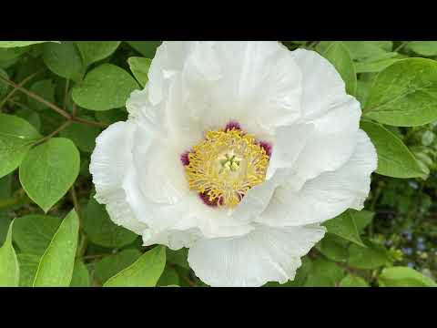 Видео: Vlog 112 - Как работают садовники в Англии. Сколько платят и какой у меня рабочий день