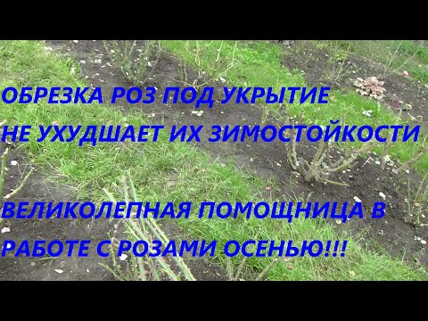 Видео: Обрезка роз под укрытие не ухудшает их зимостойкости и моя великолепная помощница в работе с розами.