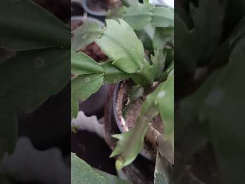 Видео: Різдвяники готуються до свята, а ви?