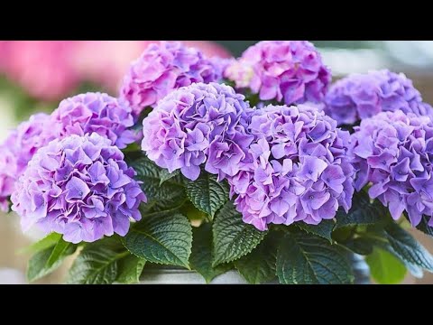 Видео: 🌺ТАБЛЕТЕНЗИЯ 🌺Первые череночки